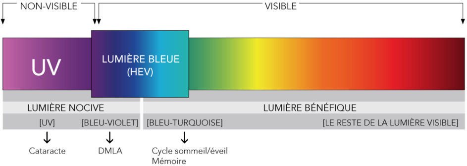 Spectre de la lumière bleue - Blueberry Glasses